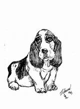 Hound Basset Drawing Charme Curtin Dog Getdrawings Paintingvalley Drawings 5th Uploaded February Which sketch template