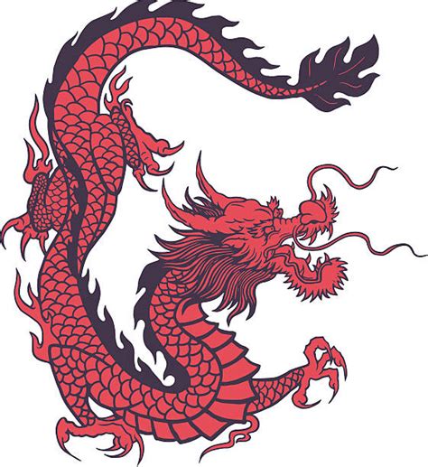 chinesischer drache vektorgrafiken und illustrationen istock