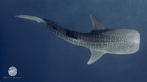 Visit Maldives Experiences Connecting With Whale Sharks The