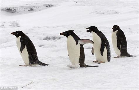 why john lewis penguin is a thief and a sex pest by a wildlife expert