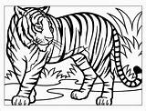 Tigre Trendmetr Lions Tigers Clipartmag sketch template