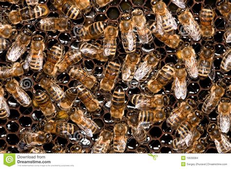 de bijen van de honing op de bijenkorf stock foto image  werk arbeiders