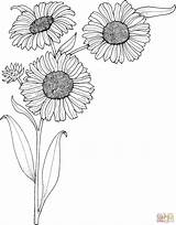 Sunflowers Realistic Coloring Pages Sunflower Printable Color Sheets Flowers Book Template Supercoloring Drawing Clipart Flower Outline Cliparts Online Easy Library sketch template