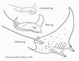 Coloring Sharks Rays sketch template