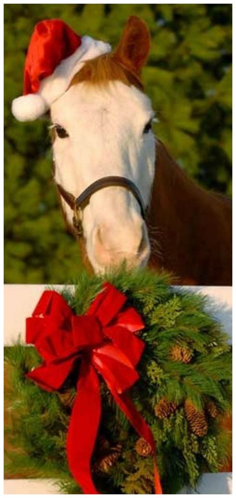 pin  tams boards   secret christmas horses christmas animals