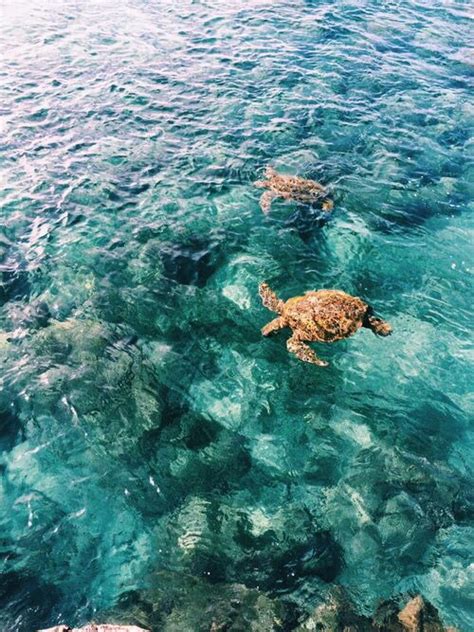 beach boho summer tropical tumblr turtle ocean