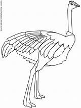 Coloring Ostrich Pages Animal Preschool Colouring Other sketch template
