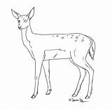 Doe Drawing Deer Coloring Pages Deviantart Outline Lineart Kaynak Drawings References Google Reference sketch template