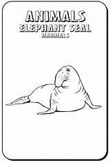 Coloring Seal Pages Elephant Animals Color Fur Print Popular Coloringhome sketch template