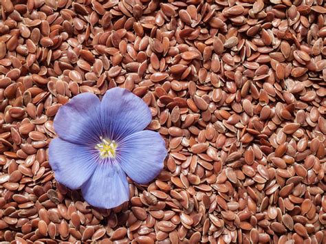 flax seeds effective  weight loss