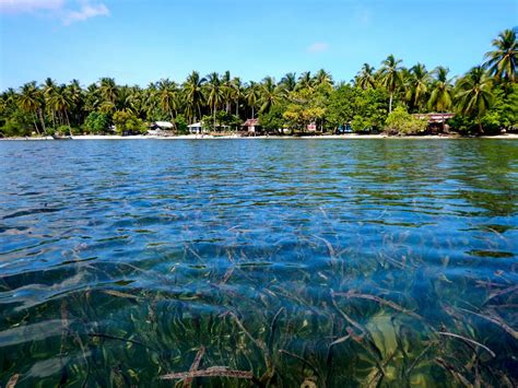 padang lamun di teluk bogam rumah makan kawanan dugong id