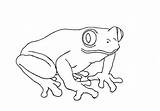 Draw Amphibians Animals Step Land Drawing Easy Frog Tree Amphibian Toad Easyanimals2draw sketch template