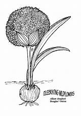 Allium Coloring 01kb sketch template