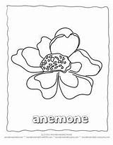 Coloring Pages Sheets Flower Anemone Printable Realistic Drawings Collection Botanical Flowers Color sketch template