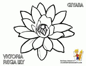 water lilies coloring page  printable coloring pages coloring home