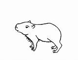 Capybara Coloring Pages Printable Getcolorings Color Print Kids sketch template