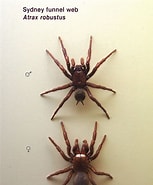 Image result for "heterorhabdus Robustus". Size: 153 x 185. Source: www.pinterest.com
