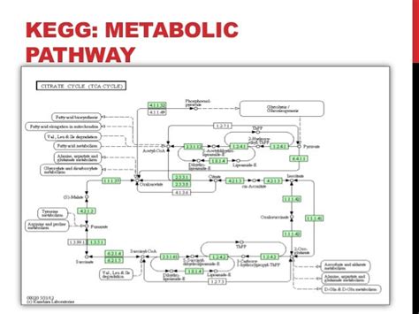 kegg  resources