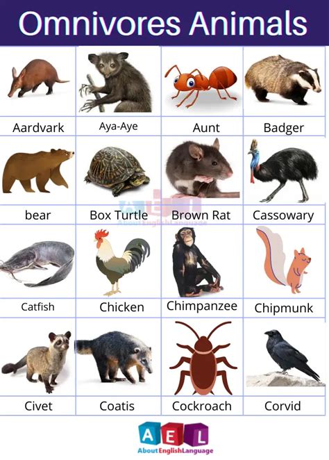 omnivores animals  list  pictures learn english