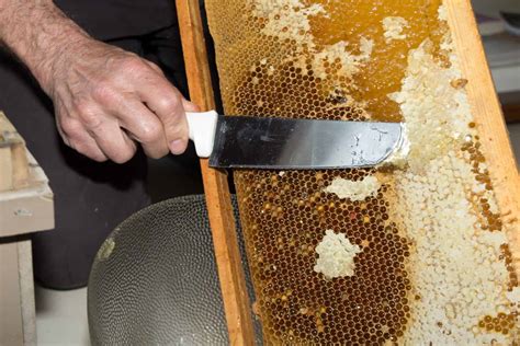 introduction  harvesting honey part  perfectbee