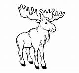 Alce Moose Acolore sketch template