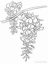 Wisteria Drawing Paintingvalley Drawings sketch template