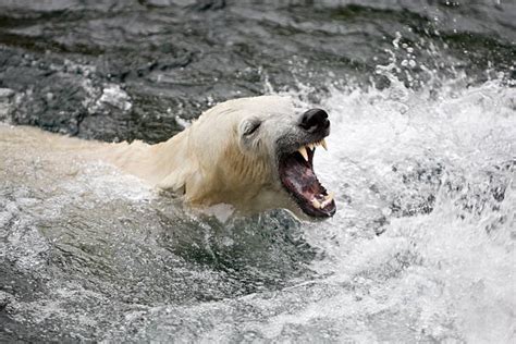 polar bear teeth stock  pictures royalty  images istock