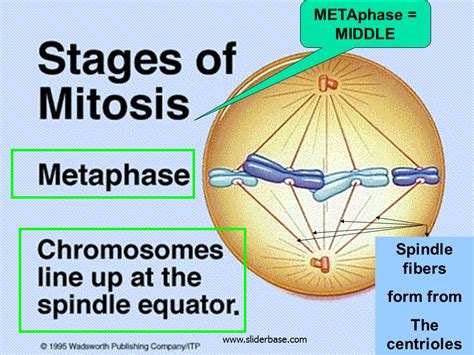 mitosis  genetics