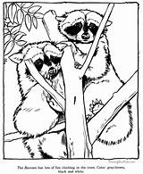 Raccoon Coloring Pages Zoo Animal Drawings Racoon Print Drawing Printable Sheets Animals Kids Adult Grows Fern Red Raccoons Where Color sketch template