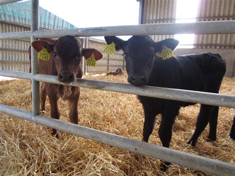 steps  farmer   follow  feeding calves agrilandie