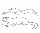 Polecat Coloring Pages Printable Ferrets Categories Supercoloring sketch template