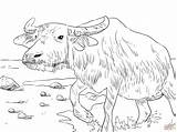 Buffalo Coloring Water Pages Kids Printable Drawing Color Supercoloring Getcolorings Main Step Buffaloes Print Drawings Getdrawings Skip sketch template