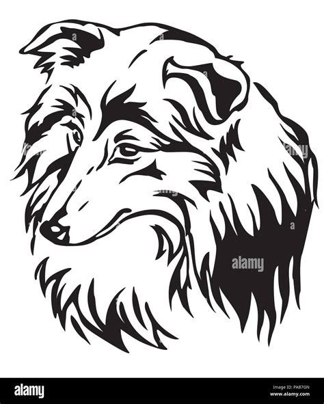 sheltie shetland sheepdog coloring pages png  file