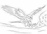 Falcon Coloring Pages Peregrine Printable Kids Adults Hawk Animals Drawing Falcons Bird Animal sketch template