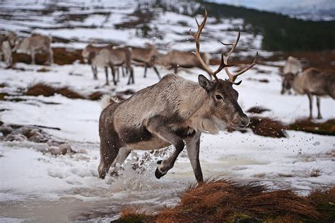 In Pictures Santa S Reindeer Living In The Cairngorms National Park
