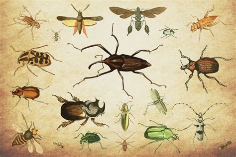 insect vector graphics bundle  yellow images creative store