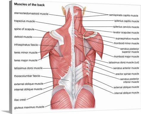 muscles of the back posterior view wall art canvas prints framed