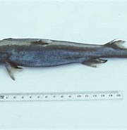 Afbeeldingsresultaten voor "etmopterus Lucifer". Grootte: 180 x 167. Bron: www.inaturalist.org