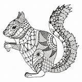 Squirrel Zentangle Vector Stylized Pattern Illustration Pencil Coloring Drawing Drawn Freehand sketch template