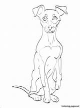 Pinscher Miniature Coloring Pages 750px 36kb Getcolorings sketch template