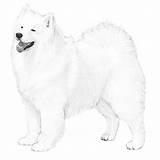 Samoyed Dog Drawings Breed Sketch Dogs Information Illustration Akc Sketches Tattoos Breeds Et Ouvrir sketch template