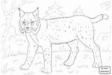 Bobcat sketch template