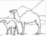 Camel Coloring Coloringpagesfortoddlers Fascinating Pyramid sketch template