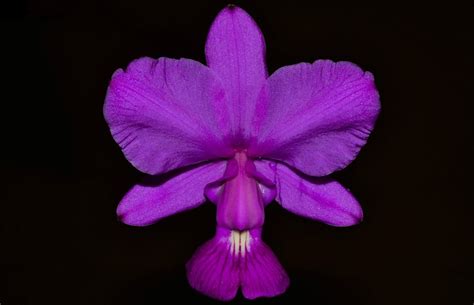 cattleya walkeriana cooperorchids orquidário