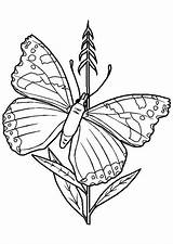 Papillon Coloriage Imprimer sketch template