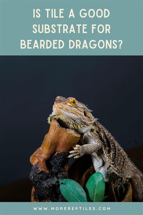 bearded dragon substrate top   worst artofit