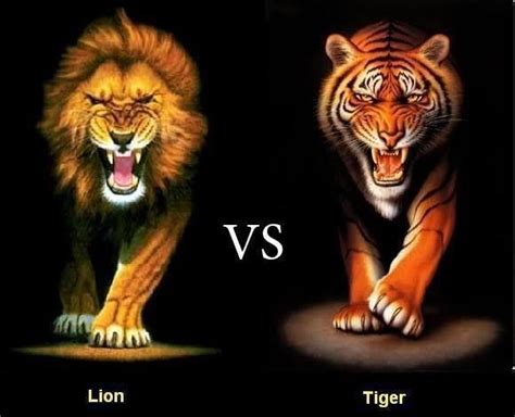 Lion Vs Tiger Who Is The Real King Girlsaskguys