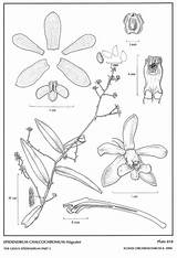 Hágsater Epidendrum Subgroup 2006 Group sketch template