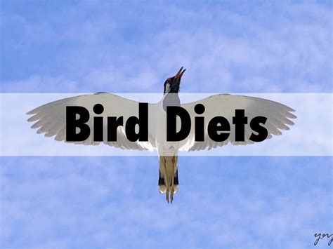 bird diets  joney  room