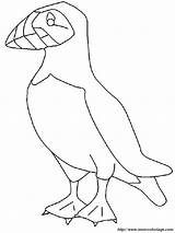 Puffin Pulcinella Mare Frailecillo Uccelli Coloringall Animali Puffins Frailecillos Colorear Aves sketch template